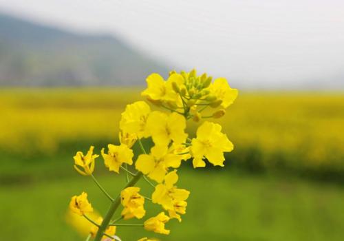 油菜花苗期管理技术要点