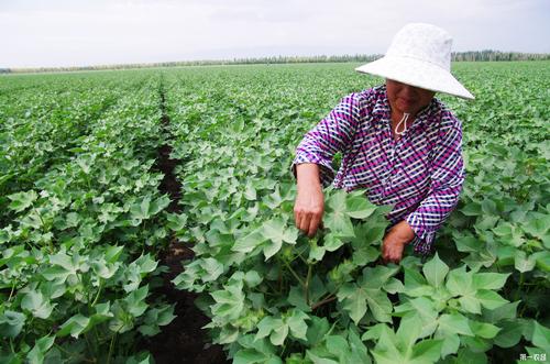 夏季种植什么花比较好