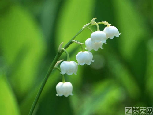 铃兰花语，铃兰花图片介绍