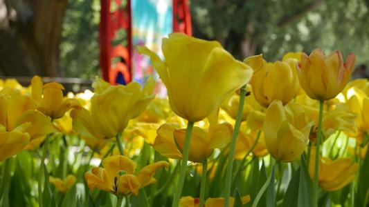 郁金香花谢后的处理方法