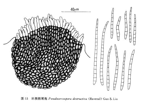 菊花假尾孢褐斑病防治技术