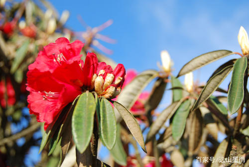 杜鹃花开花期怎么浇水