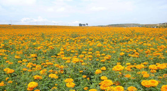 怎样使万寿菊在夏、秋季开花