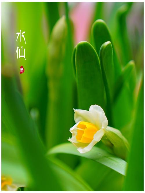 水仙花谢了怎么办