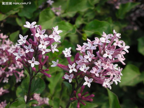 丁香花怎么养，丁香花的养殖方法和注意事项