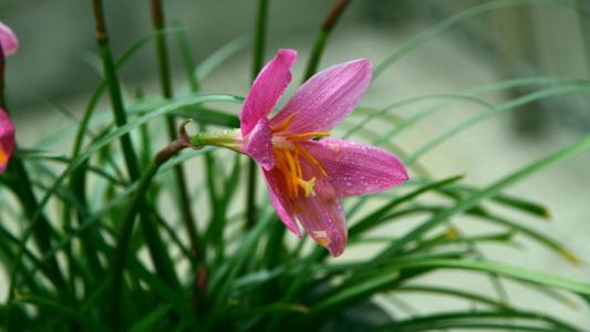 韭兰花的花语和意义