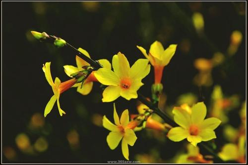 迎春花的特点,迎春花的资料