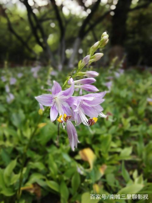 还亮草的花语和传说