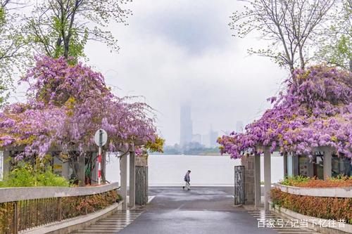 紫藤花怎么种，紫藤花种子怎么种