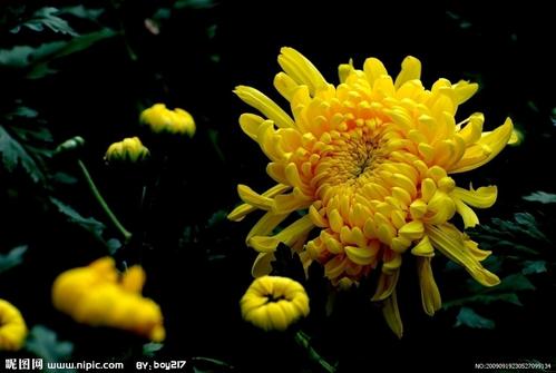 怎样让菊花一年四季开花