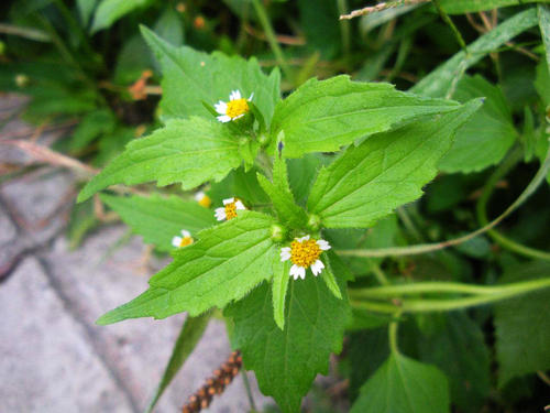 菊花田杂草怎样防治