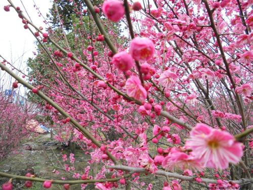 梅花花后怎样修剪，梅花开花后的修剪方法