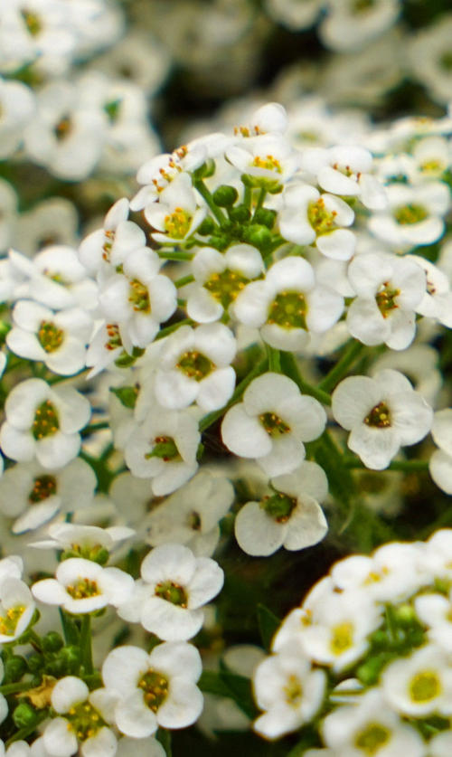 香雪球花语是什么