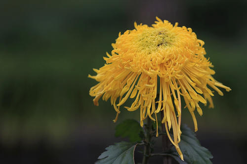 菊花如何施肥，菊花施肥技术