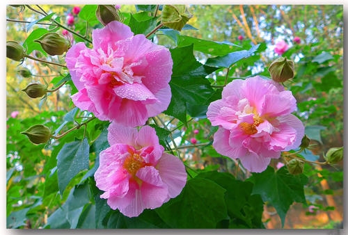 芙蓉花的繁殖方法有哪些 芙蓉花的繁殖方法介绍