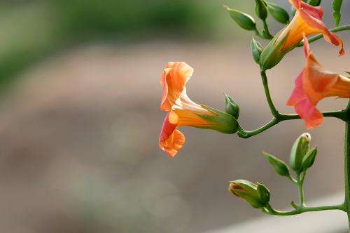 凌霄花怎么管理，凌霄花日常养护方法