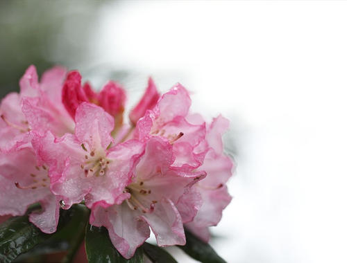 杜鹃花病虫害防治