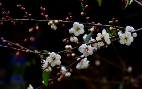 梅花缩叶病的防治方法