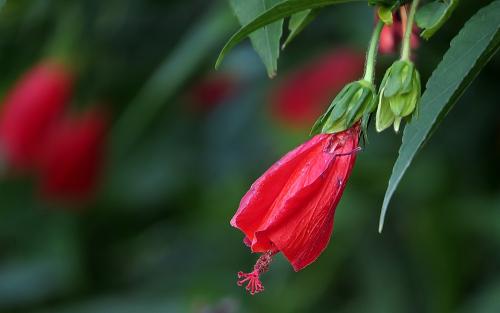 悬铃花图片介绍 悬铃花花语