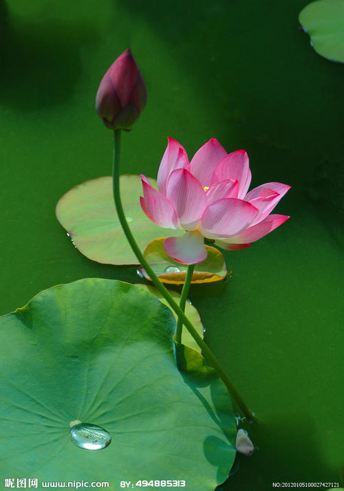 荷花、莲花还有睡莲的区别