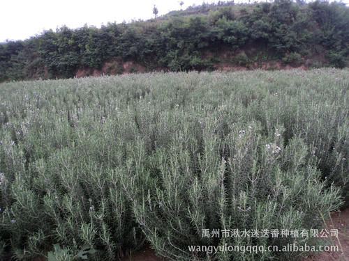 迷迭香种植方法 迷迭香图片