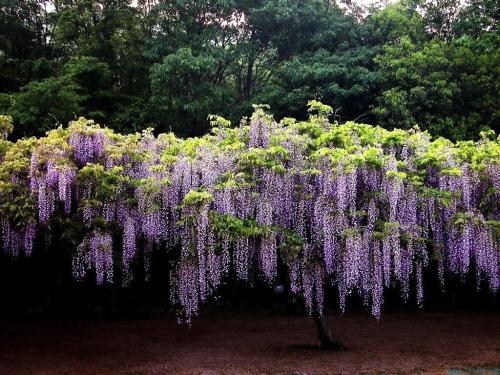 紫藤花盆景怎么培育，紫藤花盆景培育方法