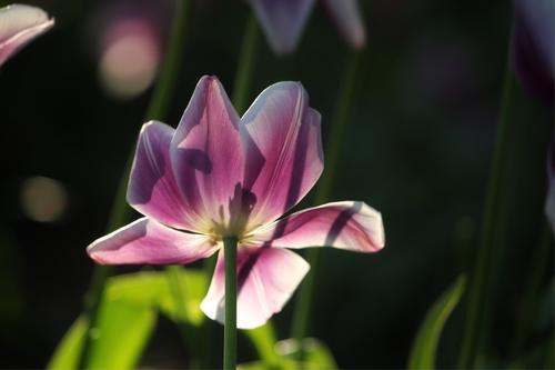 郁金香花谢后的处理方法