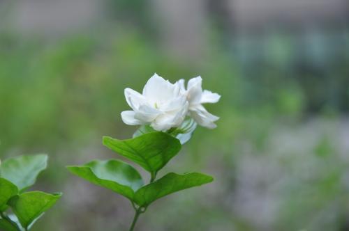 茉莉花常见的病虫害和防治方法