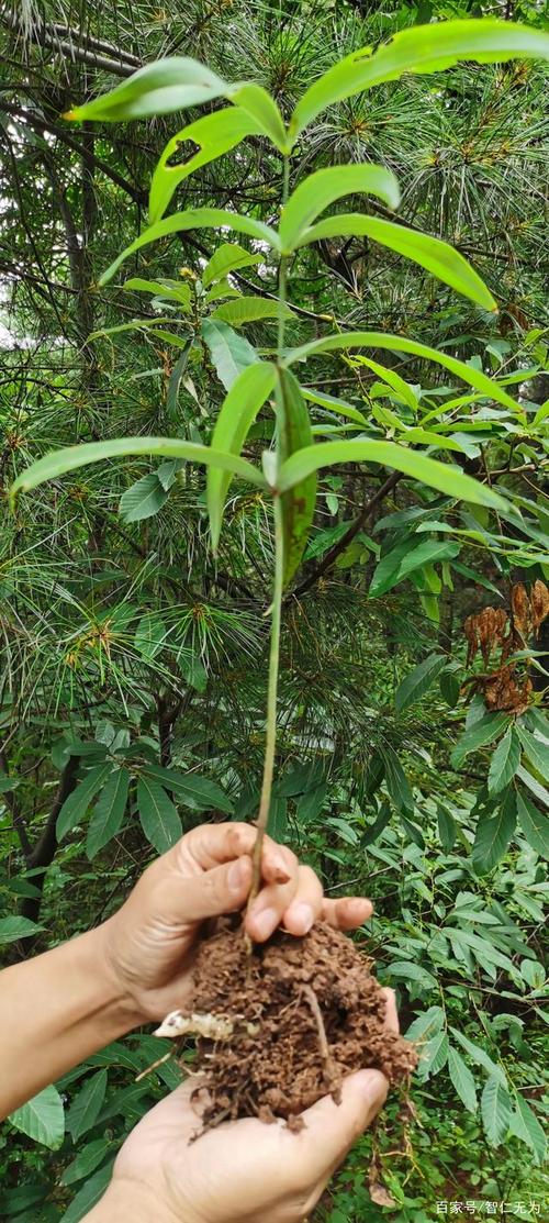 花盆里有小飞虫怎么办