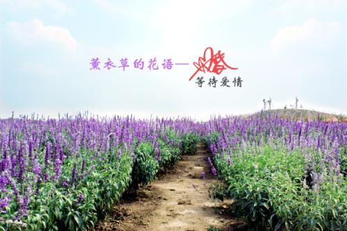 薰衣草花语是什么，薰衣草象征什么