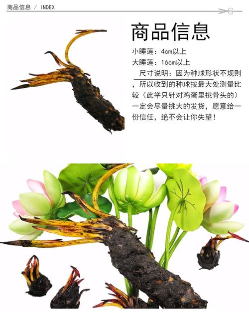 睡莲根块怎么种