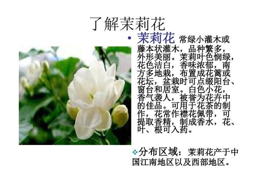 如何使茉莉多开花