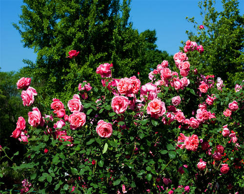 月季花怎么养，月季花的养殖方法和注意事项