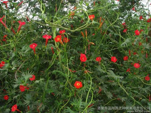 五角星花怎样种植