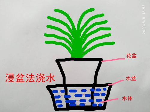 君子兰播种时间