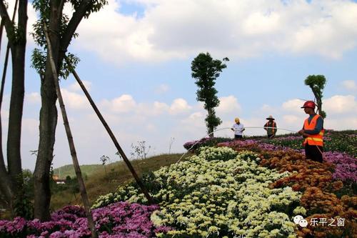 菊花怎样浇水，菊花的浇水方法