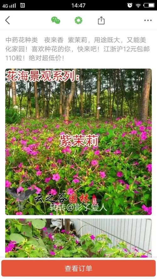 夜来香如何种植？夜来香的种植方法