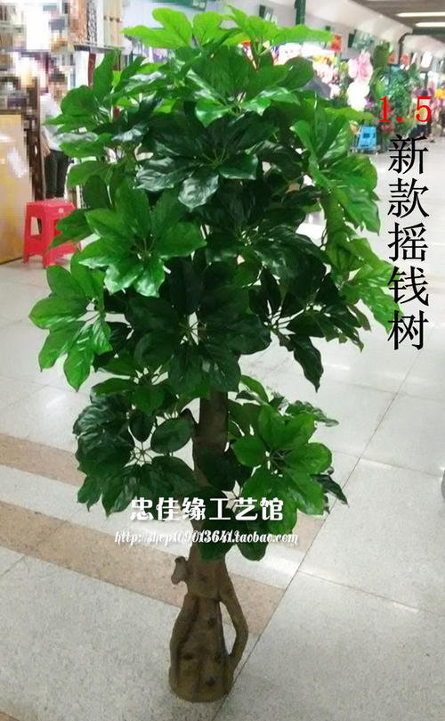 摇钱树怎么浇水