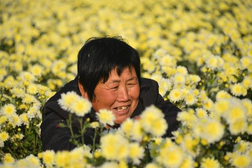 菊花采后处理及贮藏技术