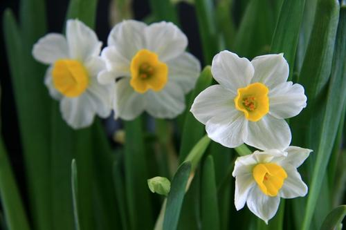 水仙花开完花后怎么处理？水仙花能养活多长时间？