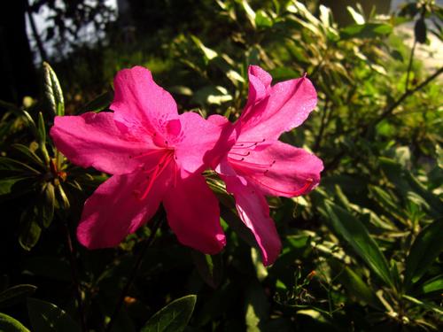 杜鹃花开花期怎么浇水