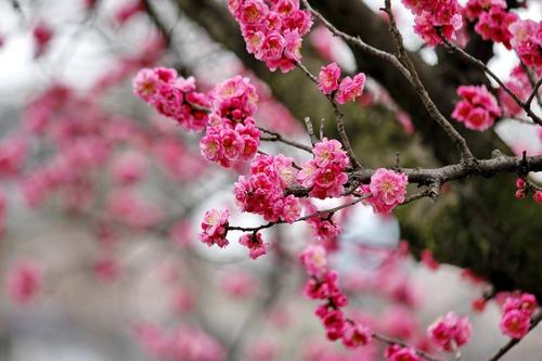 梅花花后怎样修剪，梅花开花后的修剪方法