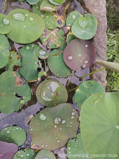 碗莲腐烂病的危害症状和防治方法