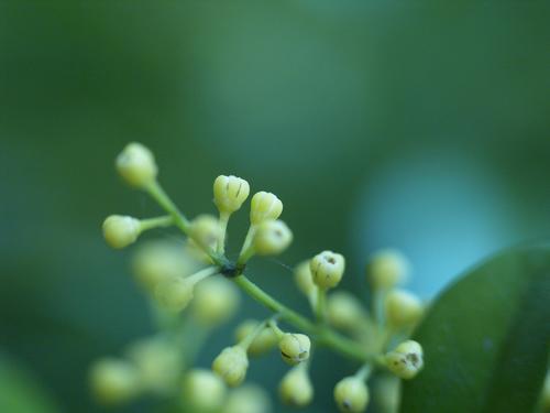 米兰花的花语和传说