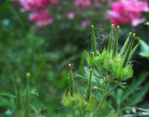 老鹳草