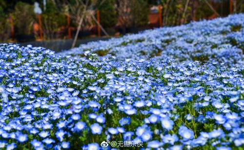 幌菊