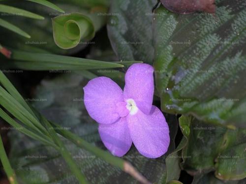 紫花山柰