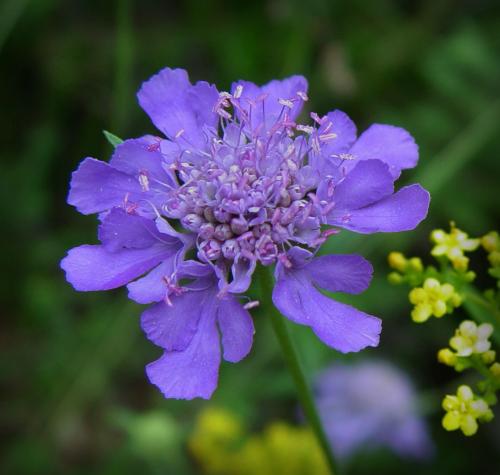 蓝盆花