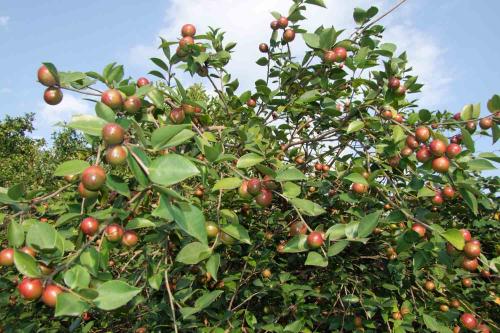 油茶树