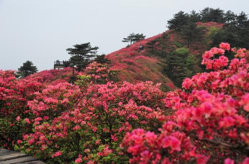 杜鹃花